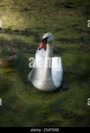 Beau cygne blanc natation sur le lac au coucher du soleil Banque D'Images
