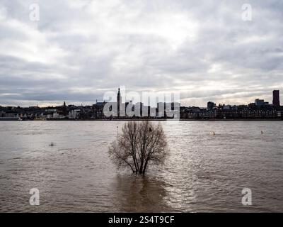 Nimègue, pays-Bas. 12 janvier 2025. Vue générale d'un arbre presque sous l'eau. La courte vague de hautes eaux en provenance d'Allemagne provoque une élévation des niveaux d'eau dans la ville néerlandaise de Nimègue. 12 mètres au-dessus de NAP (la base utilisée pour mesurer les niveaux d'eau) ont été mesurés. (Photo par Ana Fernandez/SOPA images/SIPA USA) crédit : SIPA USA/Alamy Live News Banque D'Images