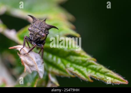 Trémie à trois cornes (Acanthuchus trispinifer) Banque D'Images