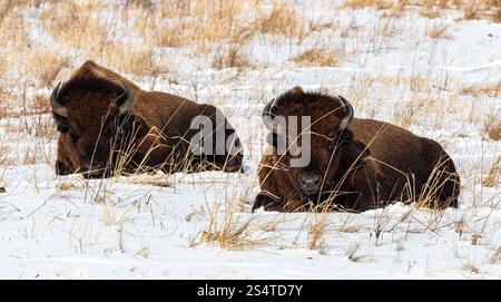 Deux bisons américains couchés dans la neige Banque D'Images