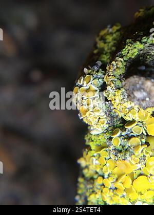 Punaise Sunburst lichen (Polycauliona polycarpa) Banque D'Images