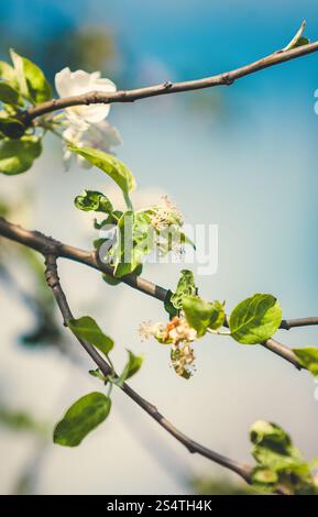 Photo de ton gros plan fleurs apple blanc on tree Banque D'Images