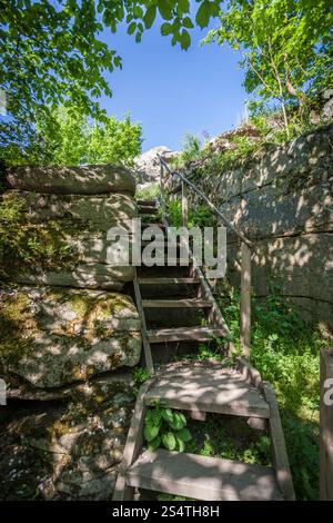 Photo de l'ancien escalier en bois en forêt européenne Banque D'Images