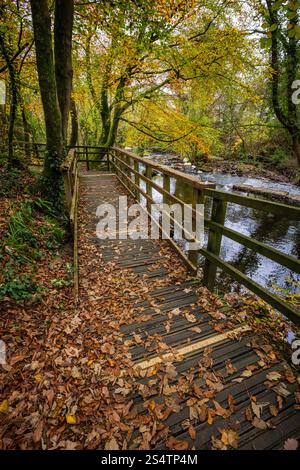 La promenade le long d’Afon Cefni à la réserve naturelle « The Dingle », Llangefni, Anglesey, pays de Galles du Nord Banque D'Images