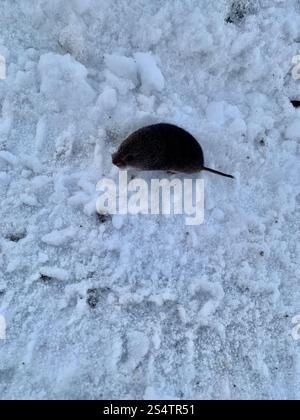 Vole rouge du Sud (Clethrionomys gapperi) Banque D'Images