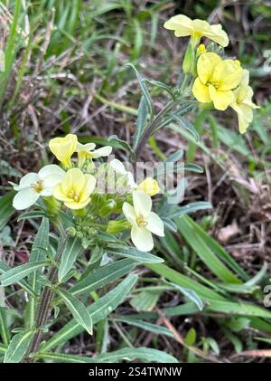 Fleur de mur de San Francisco (Erysimum franciscanum) Banque D'Images