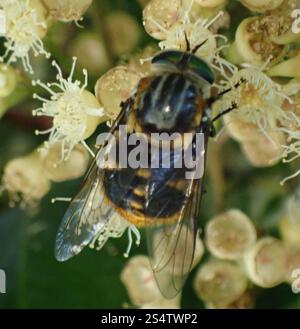 Mouche de mars alimentée en fleurs (Scaptia auriflua) Banque D'Images