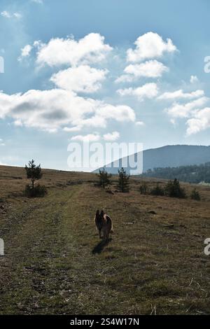 Berger allemand court librement sans laisse dans les champs dans les montagnes du sud-ouest de la Serbie près de la ville de Zlatibor. Un chien randonnée dans la nature au début de l'autu Banque D'Images