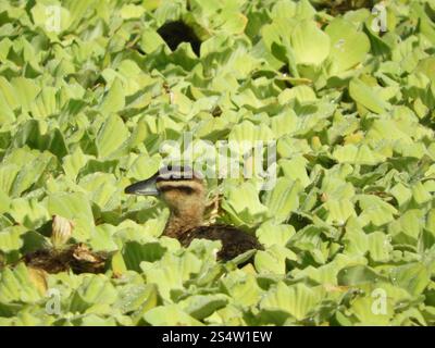 Canard masqué (Nomonyx dominicus) Banque D'Images