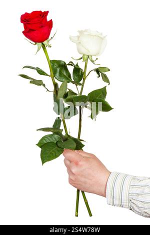 La main d'hommes donnant deux roses blanches et rouges isolé sur fond blanc Banque D'Images