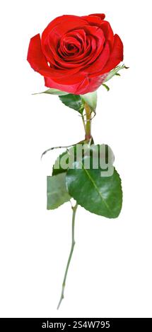 Une fleur rose rouge isolé sur fond blanc Banque D'Images