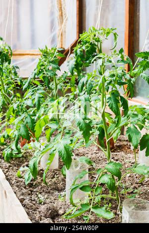 Choux de tomate en petite serre sur cour Banque D'Images