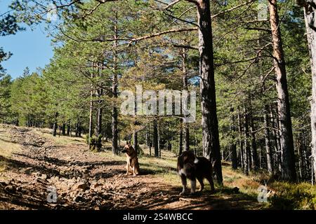 Des chiens de berger allemands et australiens marchent ensemble sur un chemin dans une forêt de conifères par une journée ensoleillée et chaude. Portrait de chiens dans la nature. Concept d'extérieur pour animaux de compagnie Banque D'Images