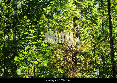 Feuilles jaunes de Rowan Tree illuminé par la lumière du soleil en bois verts en été Banque D'Images