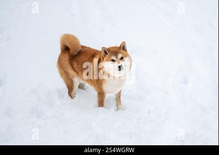 Chien Shiba inu en hiver. Nez couvert de neige. Vue de dessus. Banque D'Images