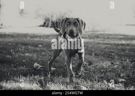 Blue Weimaraner AKC chiot enregistré dans la cour Banque D'Images