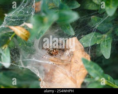 Jardin araignée araignée en gros plan sur le buis buisson Banque D'Images