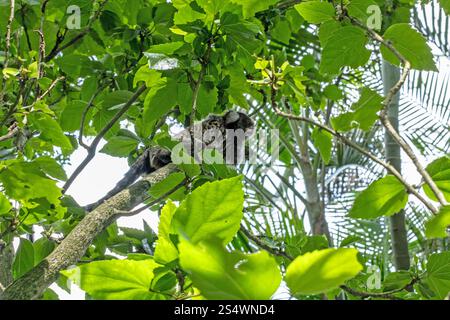 Un Marmoset dans les arbres sur la montagne du pain de sucre, Rio de Janeiro, Brésil. Banque D'Images