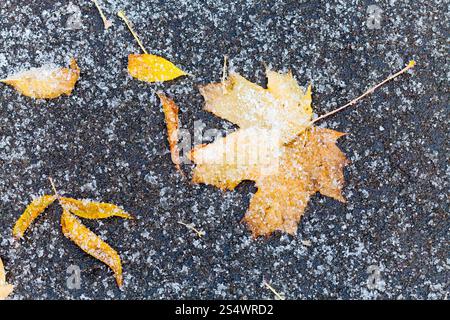Orange et jaune congelé sous les feuilles tombées sur le chemin d'asphalte première neige en automne Banque D'Images