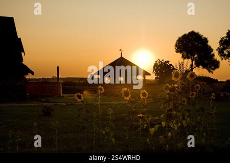 Les tournesols sont silhouettés au premier plan avec un gazebo en bois et d'autres bâtiments visibles au loin pendant le coucher du soleil. Le soleil jette un oran chaud Banque D'Images