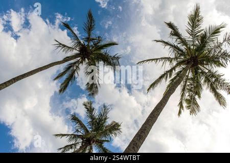 Regardant vers les arbres de noix de coco sur la plage de Vermelha, Urca, Rio de Janeiro, Brésil. Banque D'Images