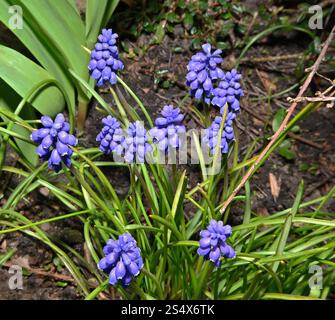 Un groupe de fleurs de jacinthe de raisin, Muscari armeniacum, poussant à l'extérieur avec un fond vert naturel. Une belle couleur bleue, bien focalisée. Banque D'Images