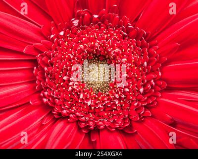 - Fond naturel centre jaune rouge de gerbera flower close up Banque D'Images