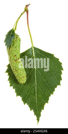 Châton et vert feuille de bouleau (Betula pendula bouleau verruqueux, bouleau verruqueux, bouleau blanc européen), isolé sur fond blanc Banque D'Images