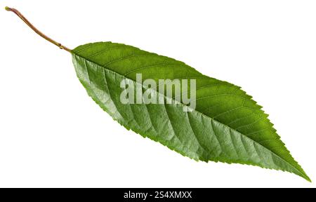 Vert feuille de merisier (Prunus avium, Sweet Cherry) isolé sur fond blanc Banque D'Images