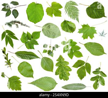 ensemble de feuilles vertes varueuses isolées sur blanc - pomme, fougère, noisette, mélèze, chêne, bouleau, rose de chien, coing, buxus, fraise, raisin, cerise, Banque D'Images