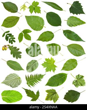 ensemble de feuilles vertes varueuses isolées sur blanc - fraise, érable, acer, sambucus, sureau, bouleau, fougère, fraxinus, frêne, chêne, acorn, menthe poivrée, hone Banque D'Images