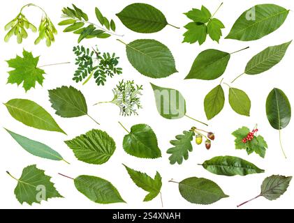 ensemble de feuilles vertes varueuses isolées sur blanc - mûrier, groseille, groseille, ribes, pêche, thhuja, poire, basilic, cerise, cratère, hawthorn, redhaw, Banque D'Images