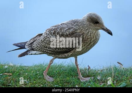 Jeune mouette marchant sur l'herbe. En arrière-plan se trouve l'eau Banque D'Images