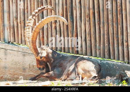 Chèvre avec des cornes impressionnantes et courbées reposant contre une clôture en bois. L'animal semble être dans un zoo ou une zone fermée, avec ses cornes majestueuses contrastant Banque D'Images