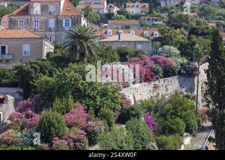 Dubrovnik, Croatie - 27 juin 2023 : vue des remparts médiévaux de la ville à la colline avec des bâtiments décorés de buissons de laurier rose Banque D'Images