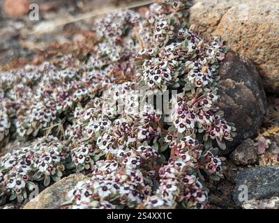 Tapis de sable des montagnes Carrizo (Euphorbia pediculifera) Banque D'Images