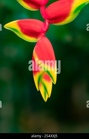 Gros plan de la fleur suspendue de la griffe de homard, heliconia rostrata, sur un fond vert foncé Banque D'Images