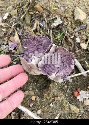 Bouffball à taches violettes (Calvatia cyathiformis) Banque D'Images