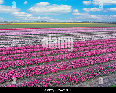Aérien des champs de tulipes au printemps aux pays-Bas Banque D'Images