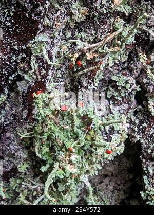 Soldats jouets (Cladonia bellidiflora) Banque D'Images