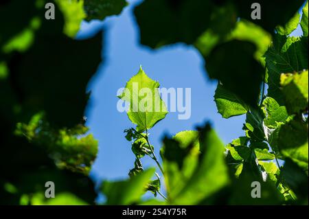Une feuille verte solitaire sur le dessus d'un arbre, vue à travers un trou entre d'autres feuilles, créant un cadre autour de la feuille, ciel bleu vif Banque D'Images