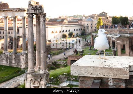 Voyage d'Italie - Mouette urbaine et les ruines du Forum de César sur l'arrière-plan sur forums romains à Rome city Banque D'Images
