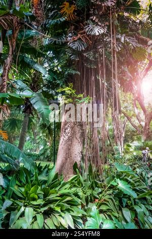 arbres et lianes dans la forêt tropicale. Fond de jungle. arbres et lianes dans la jungle Banque D'Images