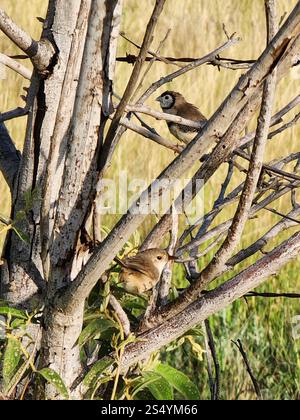 Finlandais à double barreau (Stizoptera bichenovii) Banque D'Images