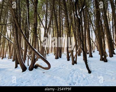 Forêt boisée de pins se referme avec de la neige sur le sol. Les arbres sont proches les uns des autres. Personne. Espace de copie. Banque D'Images