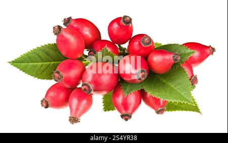 Berges douces avec des feuilles vertes isolées sur fond blanc. Rosa canina. Baies de fruits biologiques d'automne saines de la médecine à base de plantes de nature alternative. Banque D'Images