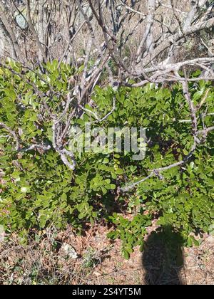 Laurier des montagnes du Texas (Dermatophyllum secundiflorum) Banque D'Images