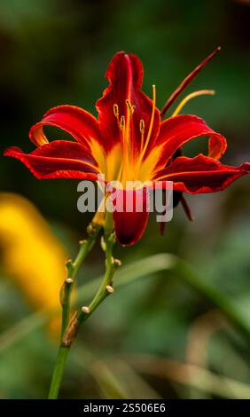 Gros plan rouge et jaune éclatant dans un jardin naturel Banque D'Images