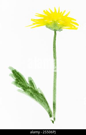 La formation en dessin suibokuga sumi-e style avec les peintures à l'aquarelle - fleurs de pissenlit jaune peint à la main sur du papier blanc Banque D'Images