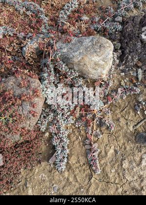 Tapis de sable des montagnes Carrizo (Euphorbia pediculifera) Banque D'Images